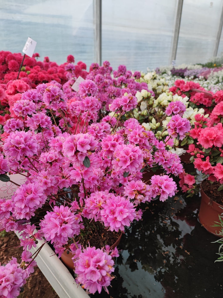 Cespugli, arbusti e rose - Valmaflor