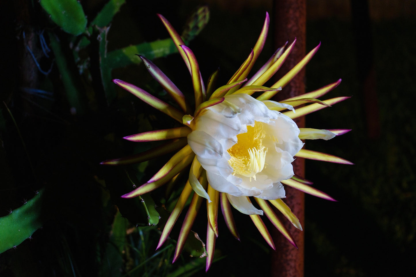 Pitaya (frutto del drago)