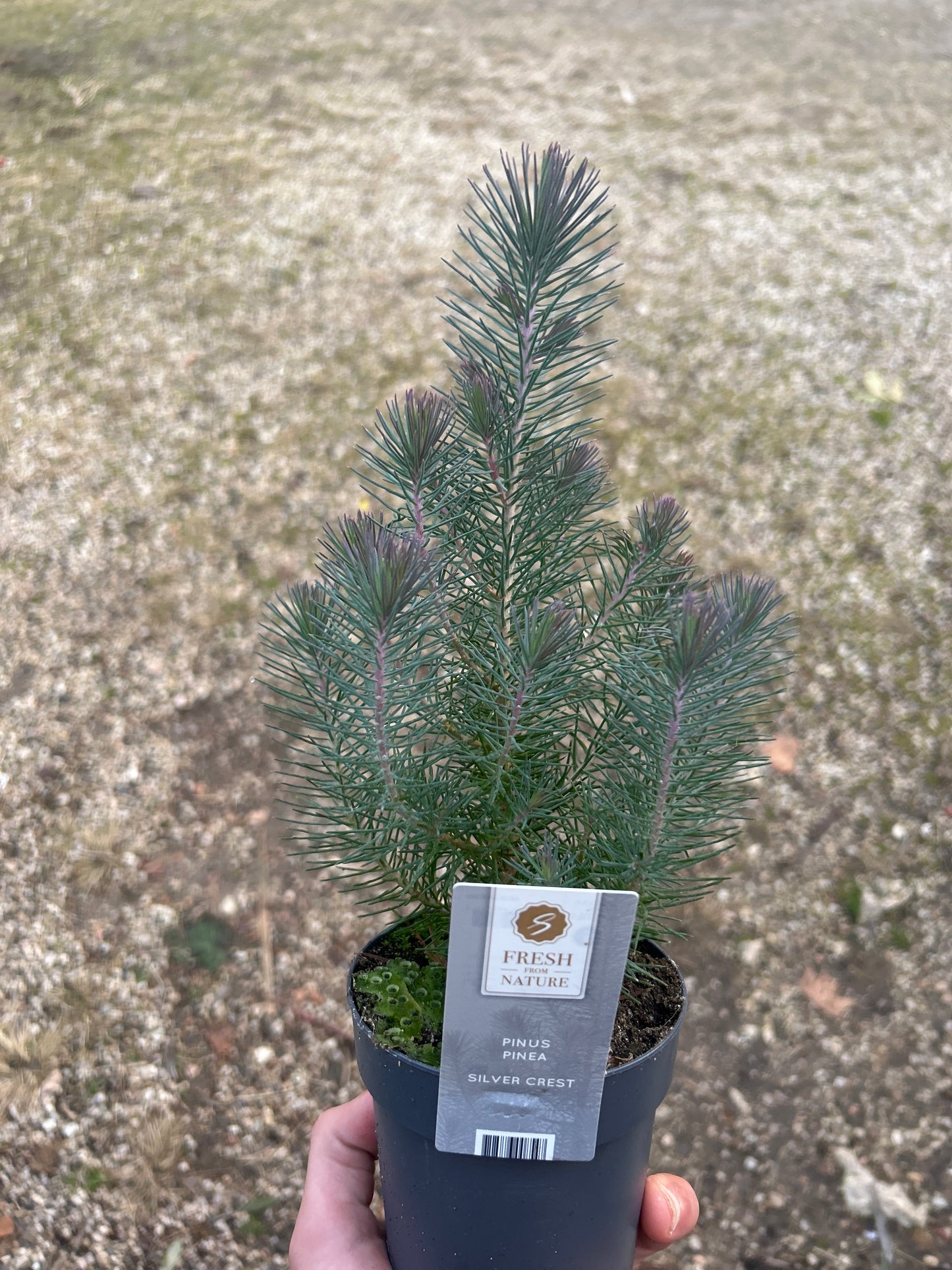Pinus pinea silver crest