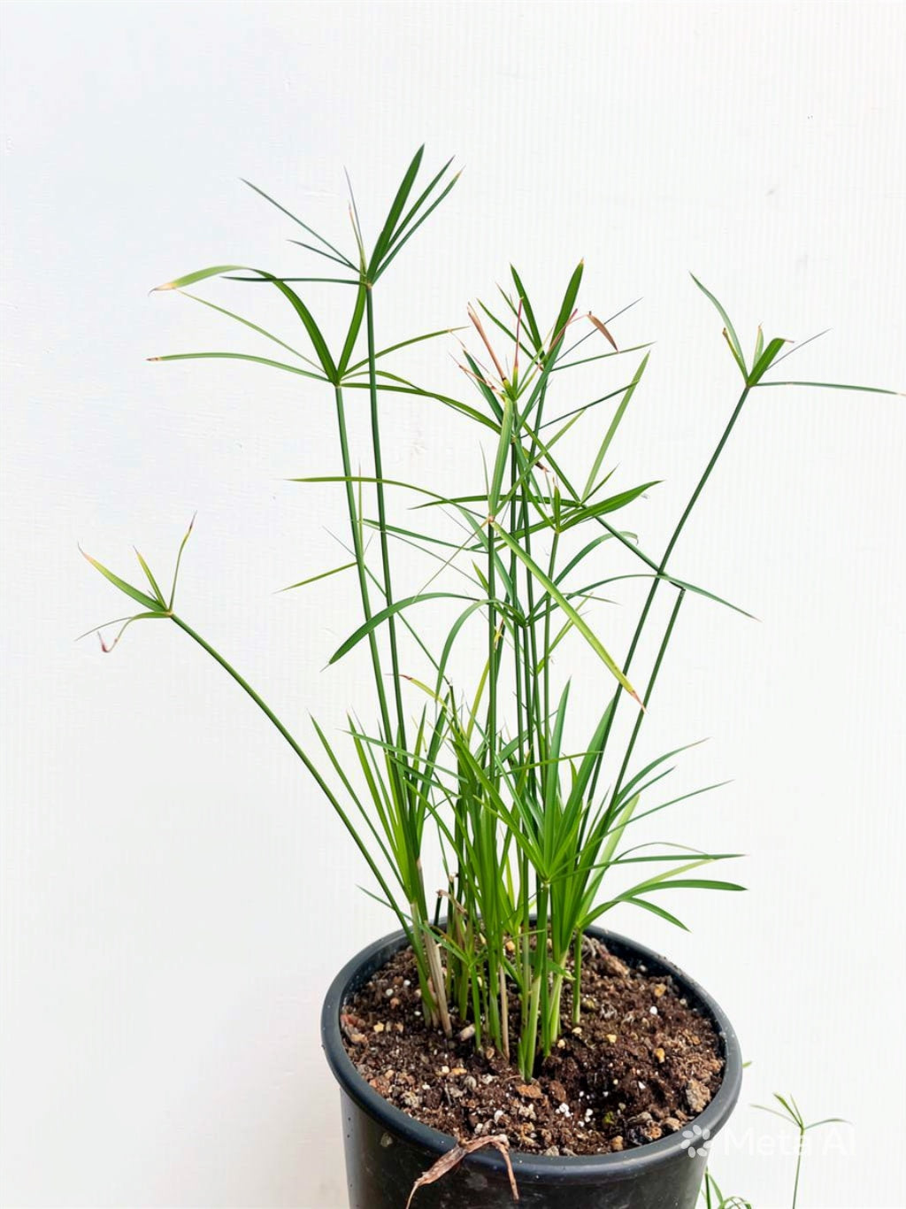 Cyperus alternifolius (falso papiro)