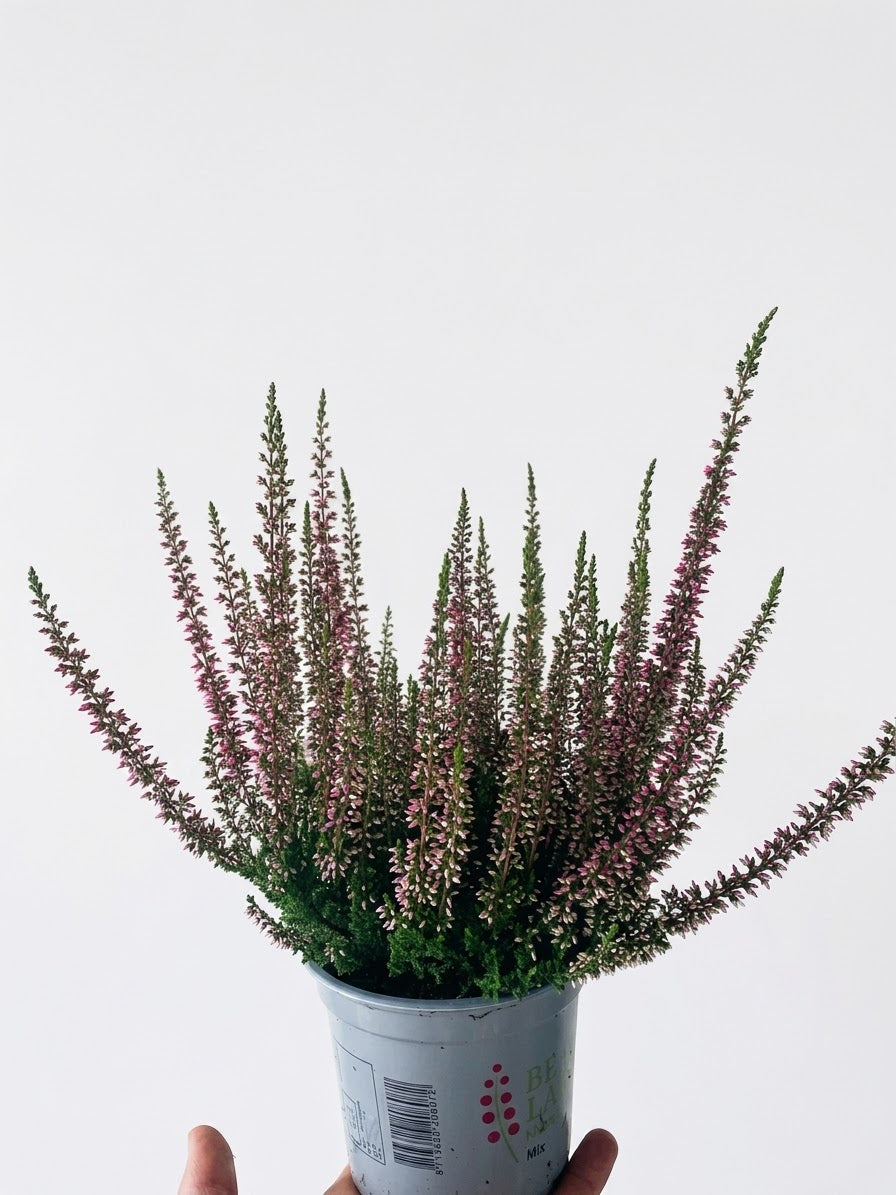 Calluna