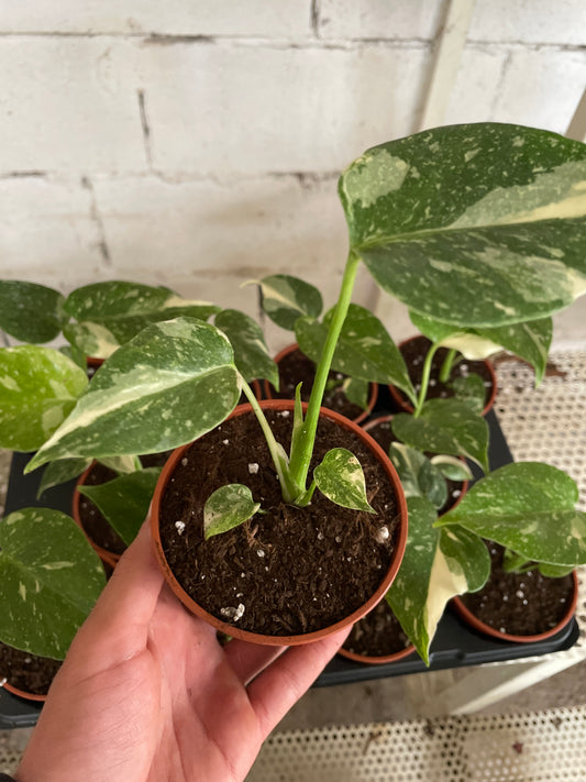 Monstera thai constellation