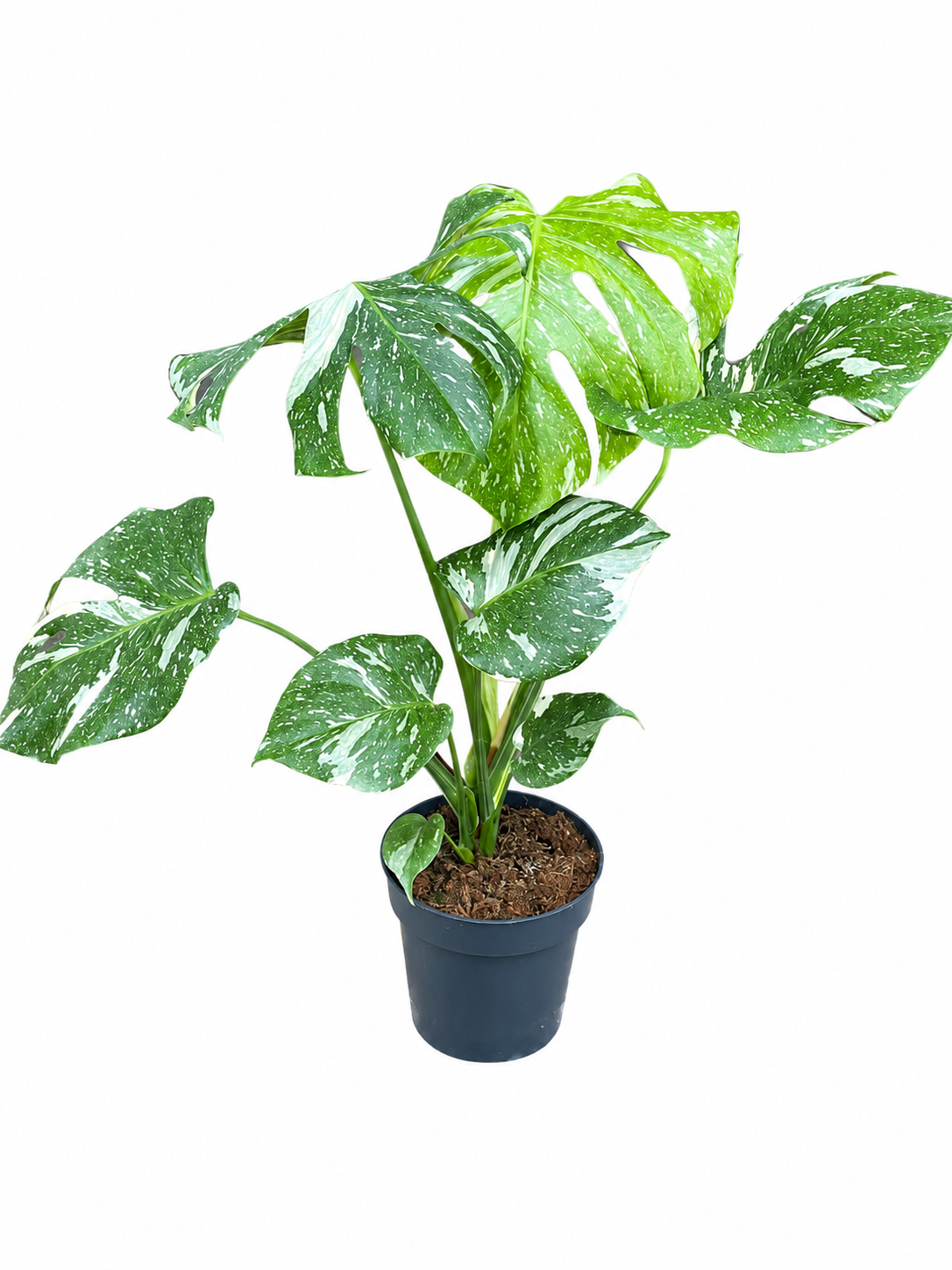 Monstera thai constellation