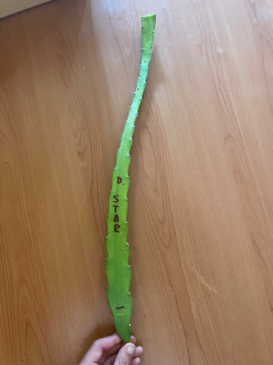 Pitaya (frutto del drago)