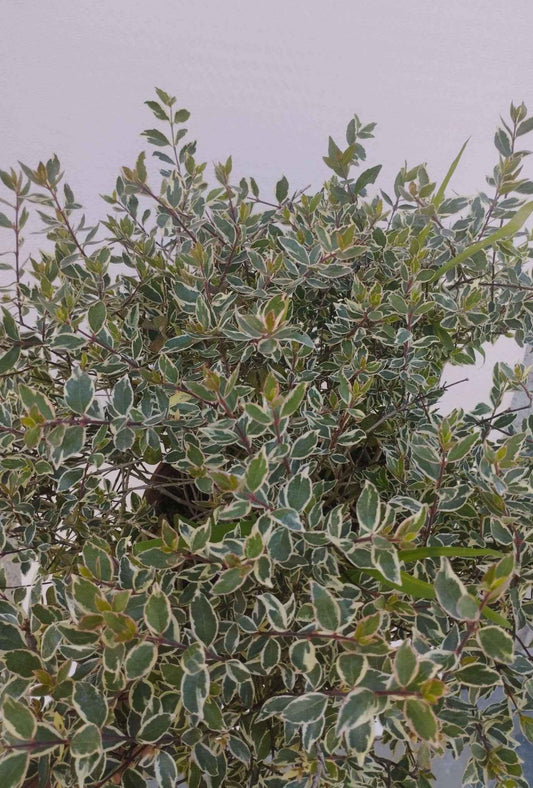 Abelia grandiflora "confetti"