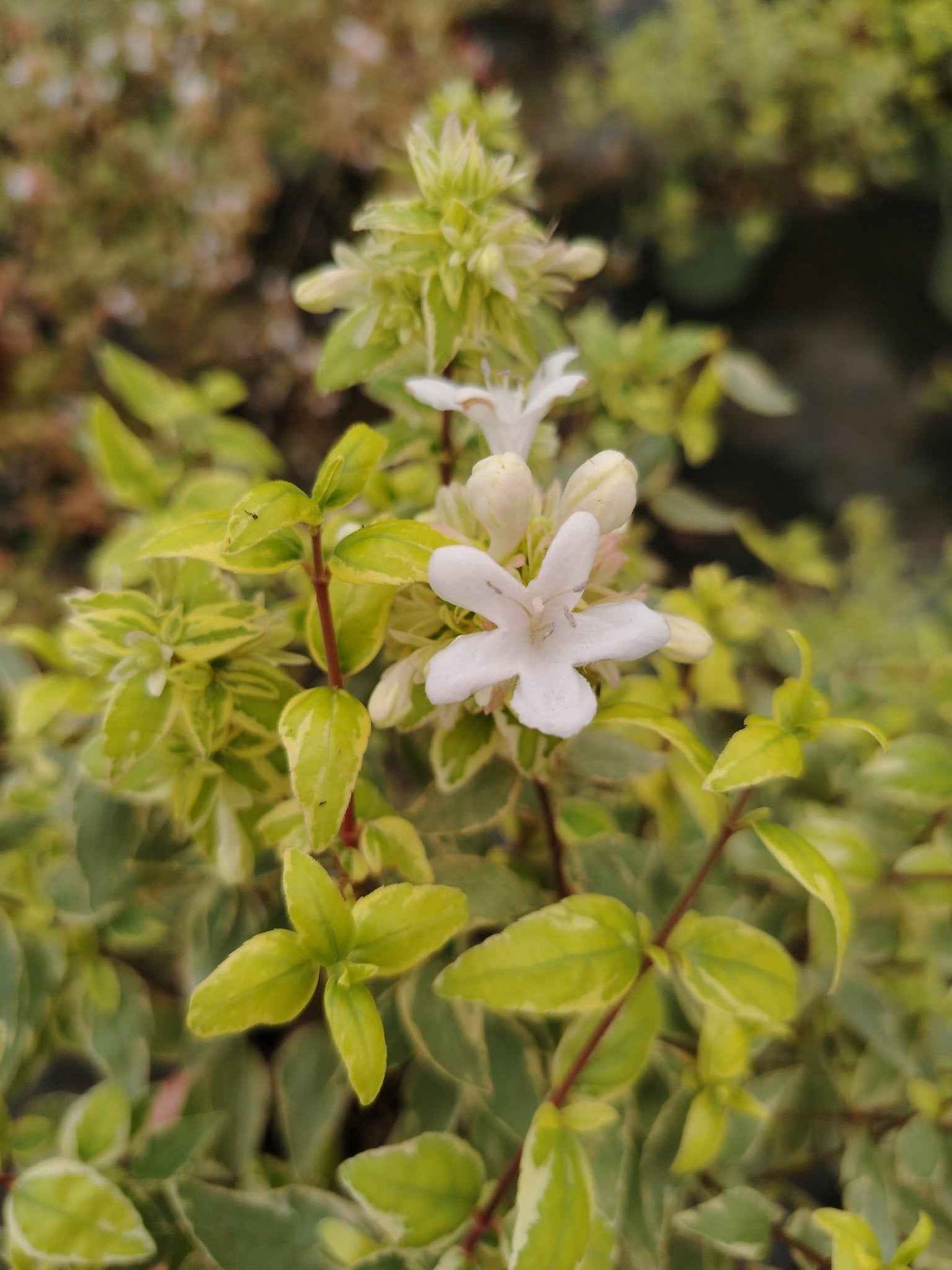 Abelia grandiflora "confetti"