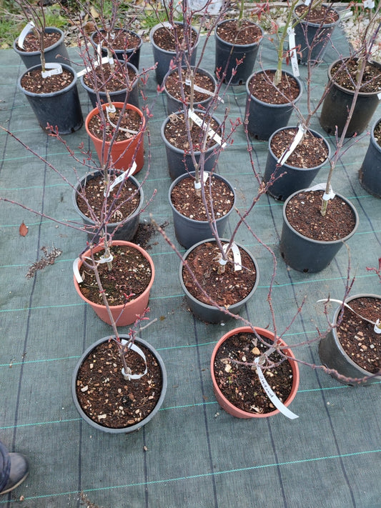 Acero Fire glow - ValmaflorValmaflorValmaflorAcero Fire glow - ValmaflorValmaflorValmaflorAcero Fire glow