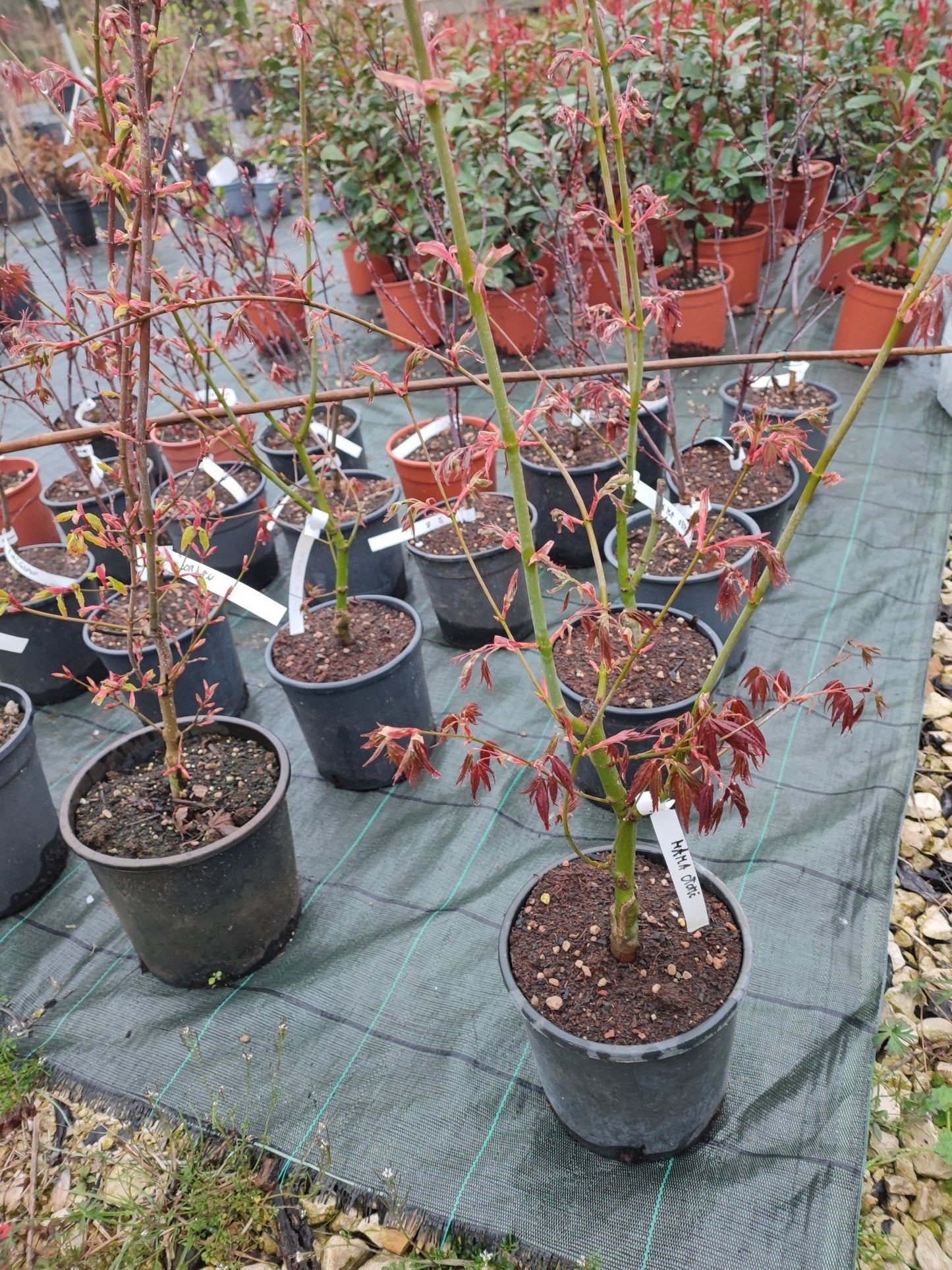 Acero "hama otome" - ValmaflorValmaflorValmaflorAcero "hama otome" - ValmaflorValmaflorValmaflorAcero "hama otome"