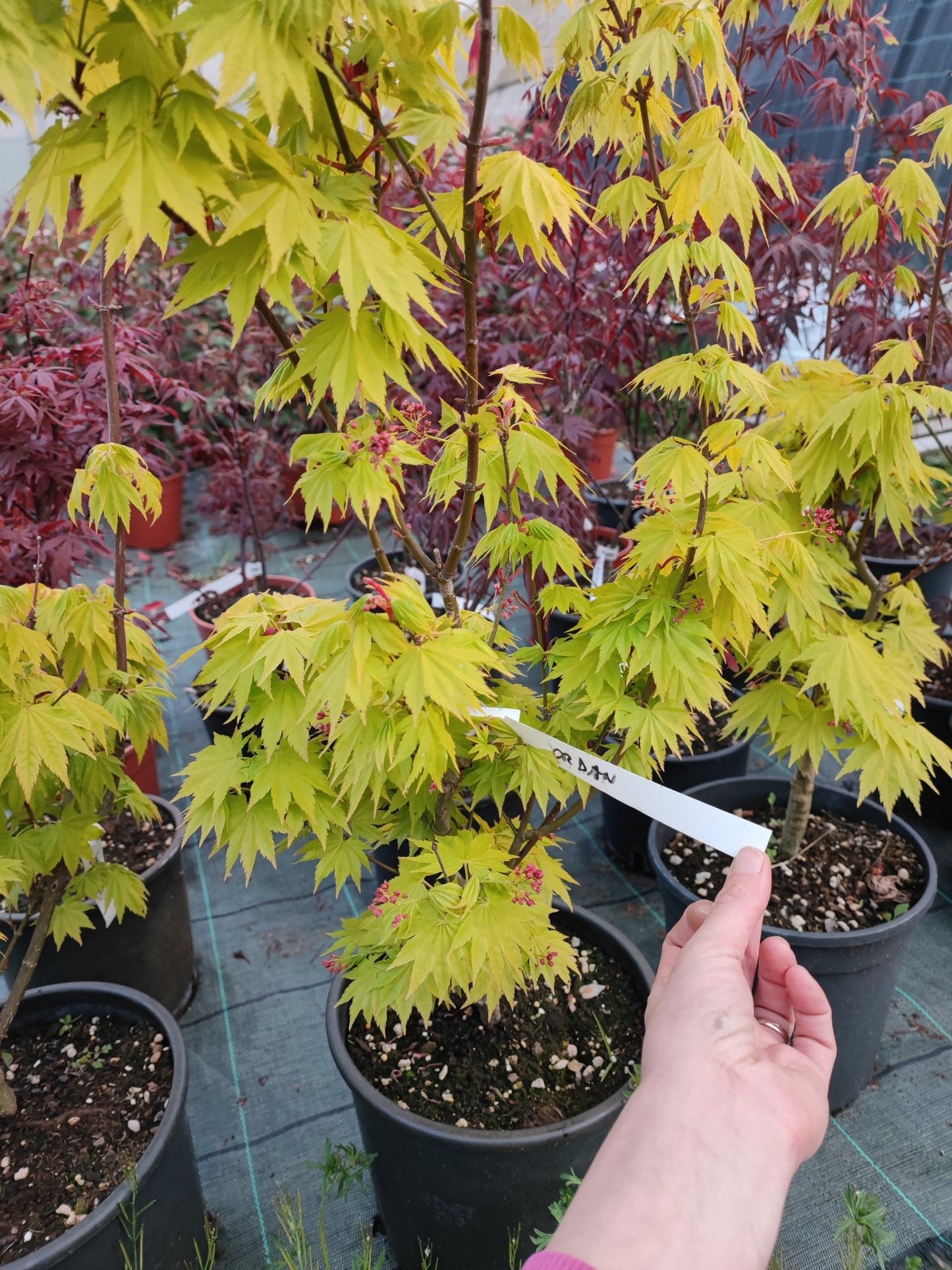 Acero jordan - Valmaflor#ValmaflorValmaflorAcero jordan