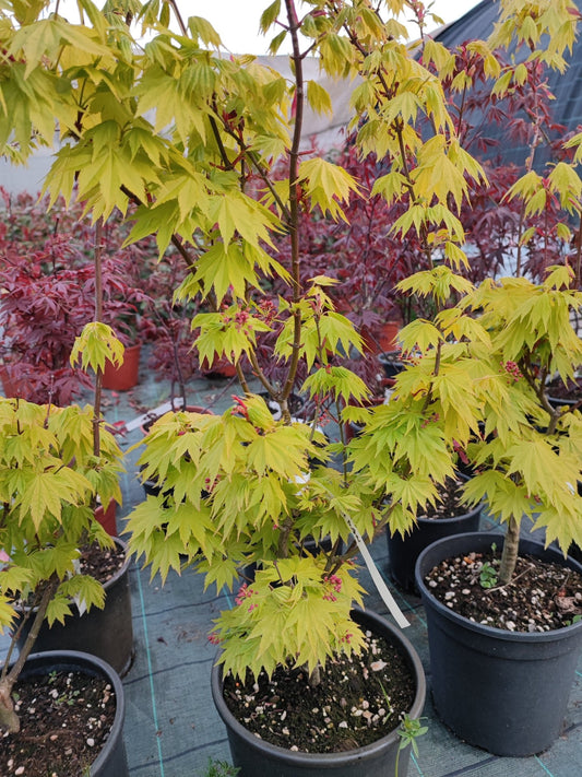 Acero jordan - Valmaflor#ValmaflorValmaflorAcero jordan