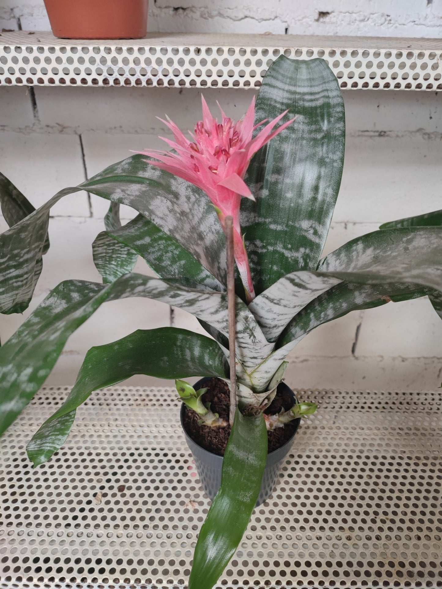 Aechemea fasciata primera - ValmaflorValmaflorValmaflorAechemea fasciata primera