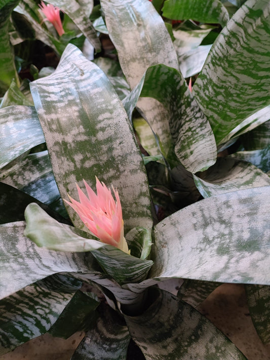 Aechemea fasciata primera - Valmaflor#ValmaflorValmaflorAechemea fasciata primera