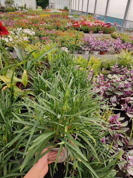 Agapanthus - ValmaflorValmaflorValmaflorAgapanthus blu - ValmaflorValmaflorValmaflorAgapanthus blu17 cm17 cmBianco