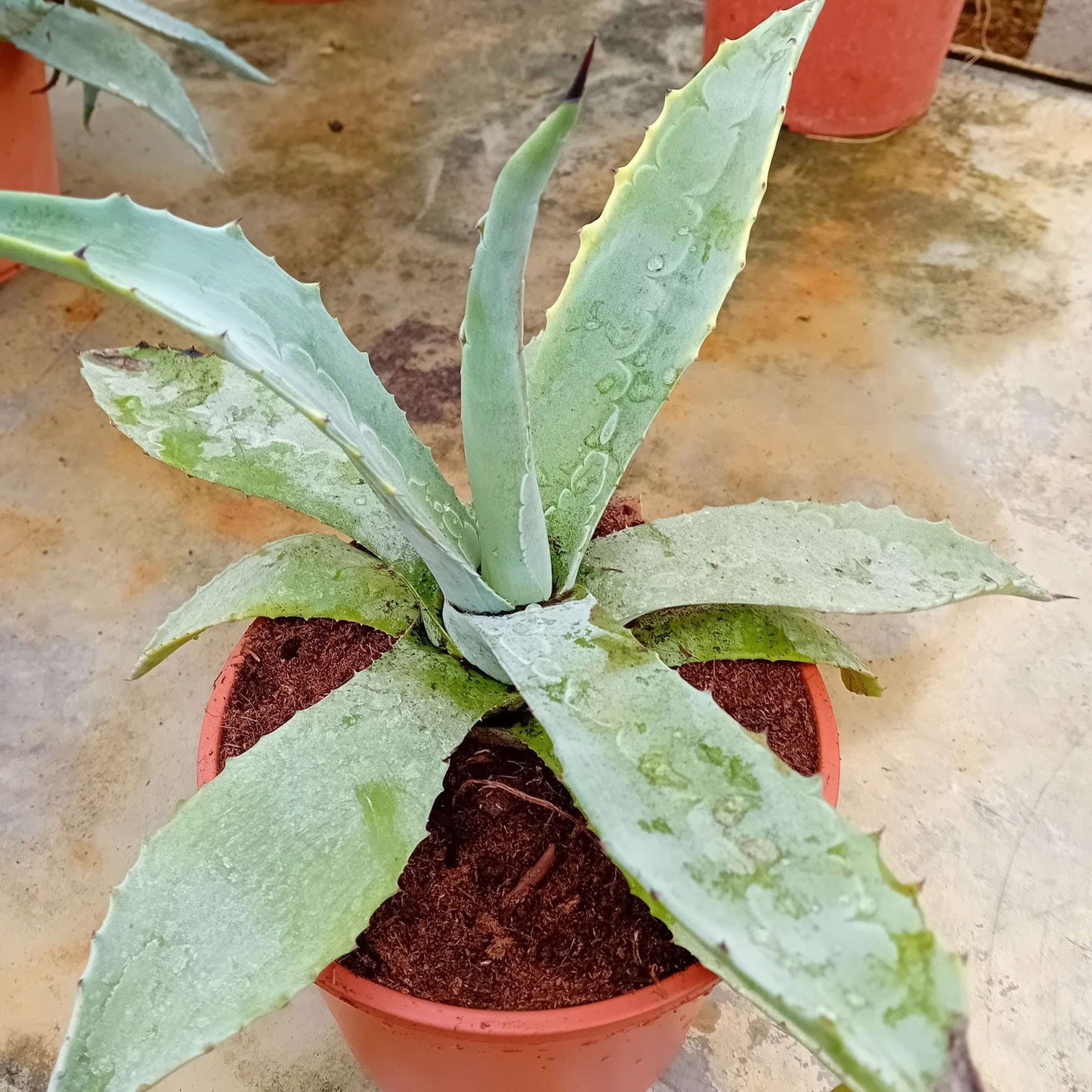 Agave Americana Blu - Valmaflor#ValmaflorValmaflorAgave Americana Blu - Valmaflor
