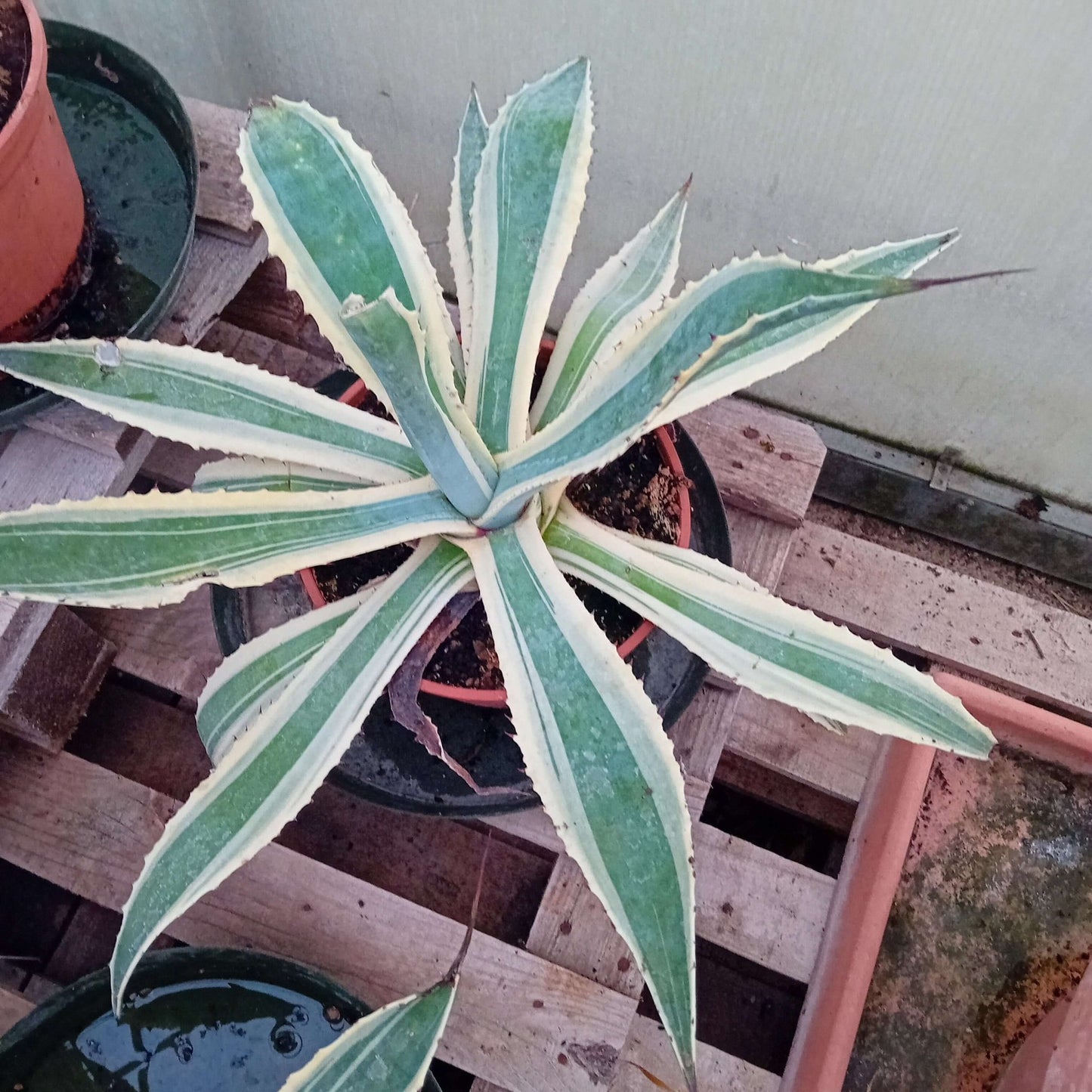 Agave Americana Variegata - Valmaflor#ValmaflorValmaflorAgave Americana Variegata - Valmaflor