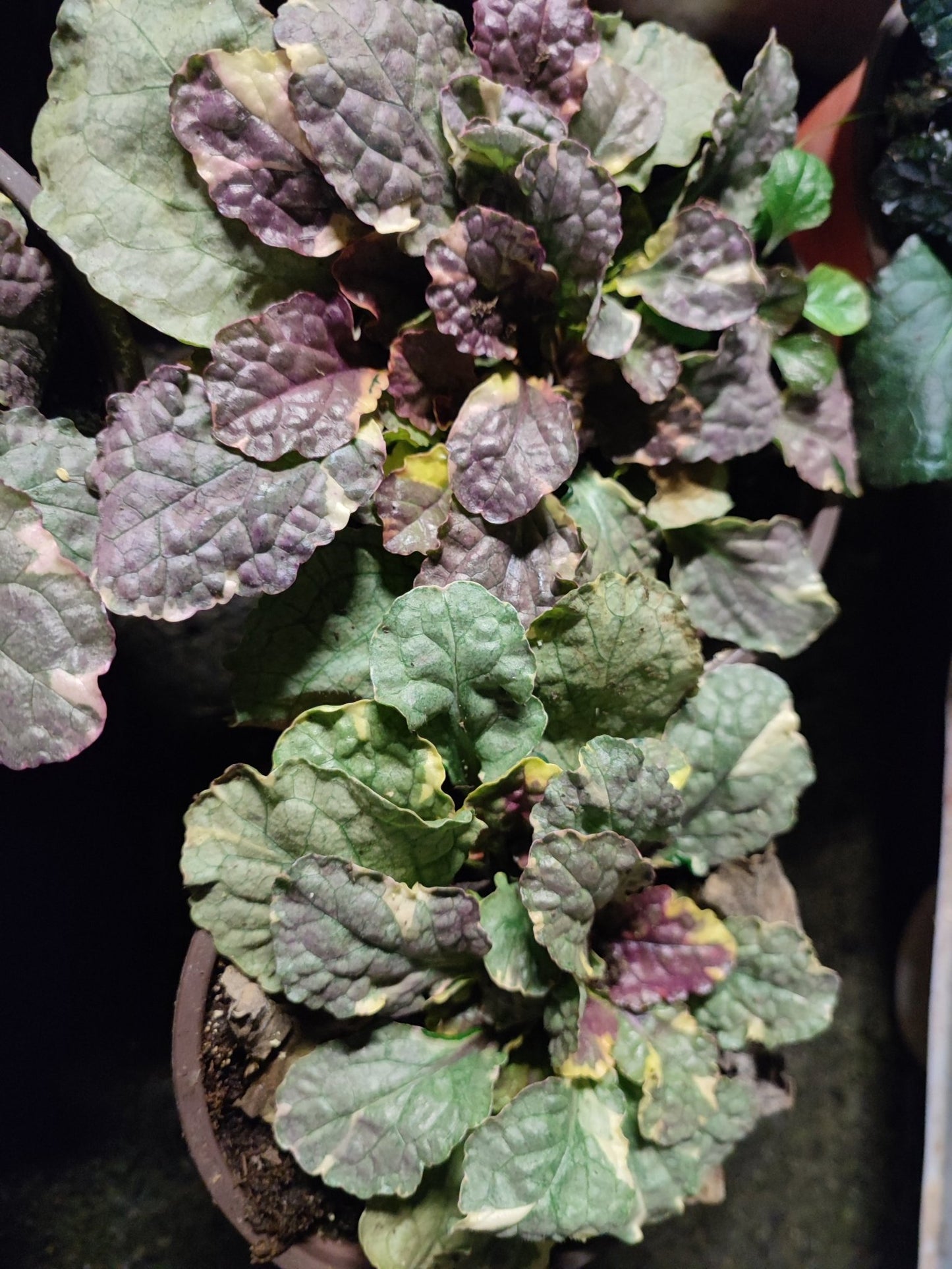 Ajuga - Valmaflor#ValmaflorValmaflorAjugaAjuga reptans black scallop
