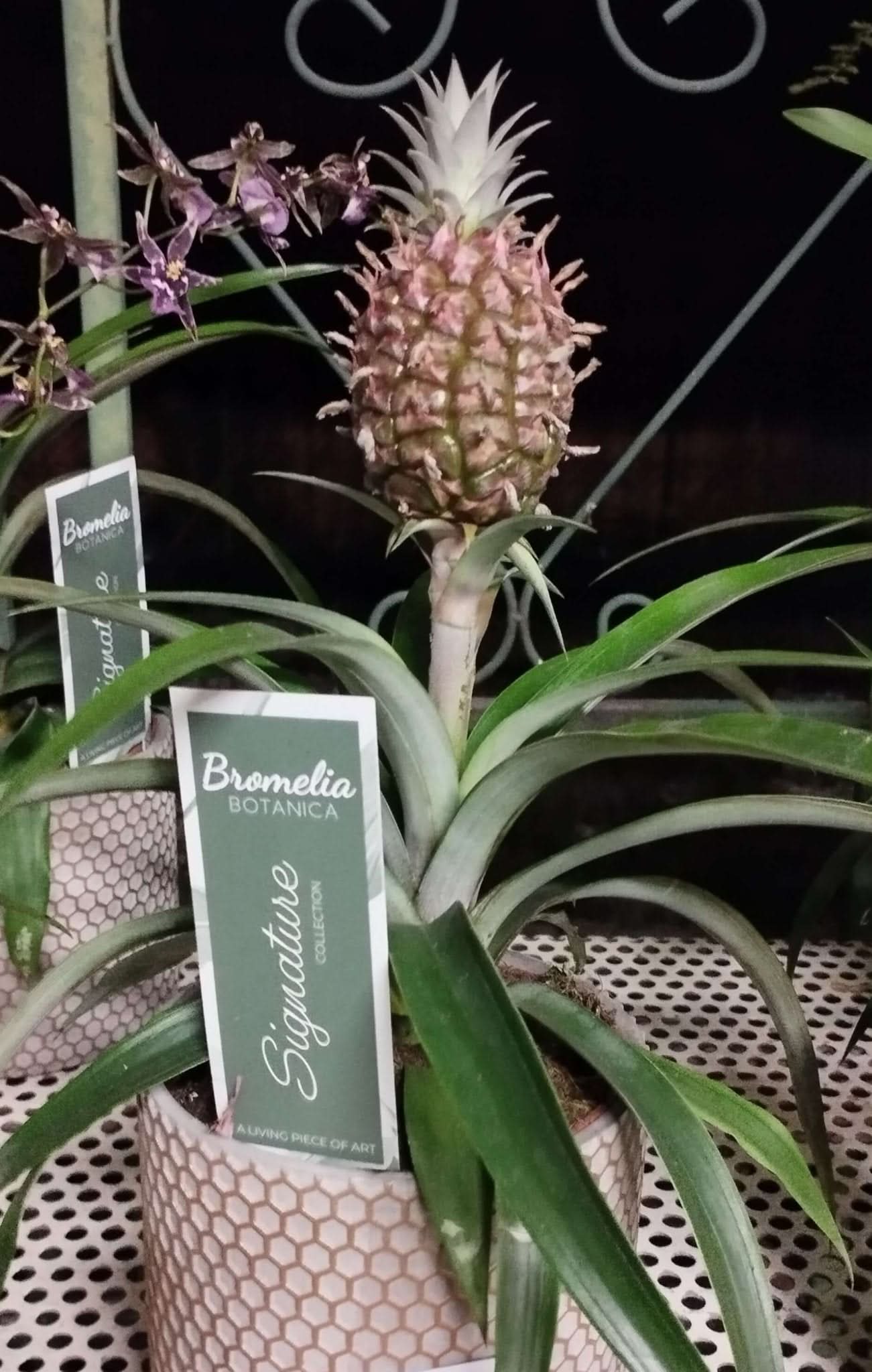 Ananas - Valmaflor#AnanasValmaflorValmaflorAnanas - Valmaflor