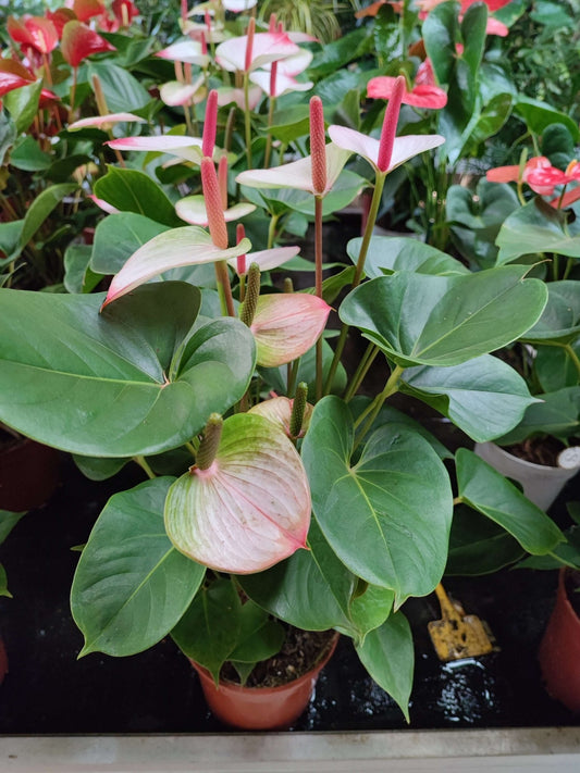Anthurium - Valmaflor#AnthuriumValmaflorValmaflorAnthurium - ValmaflorBianco/rosa vaso 17 cmAnthuriumCasa