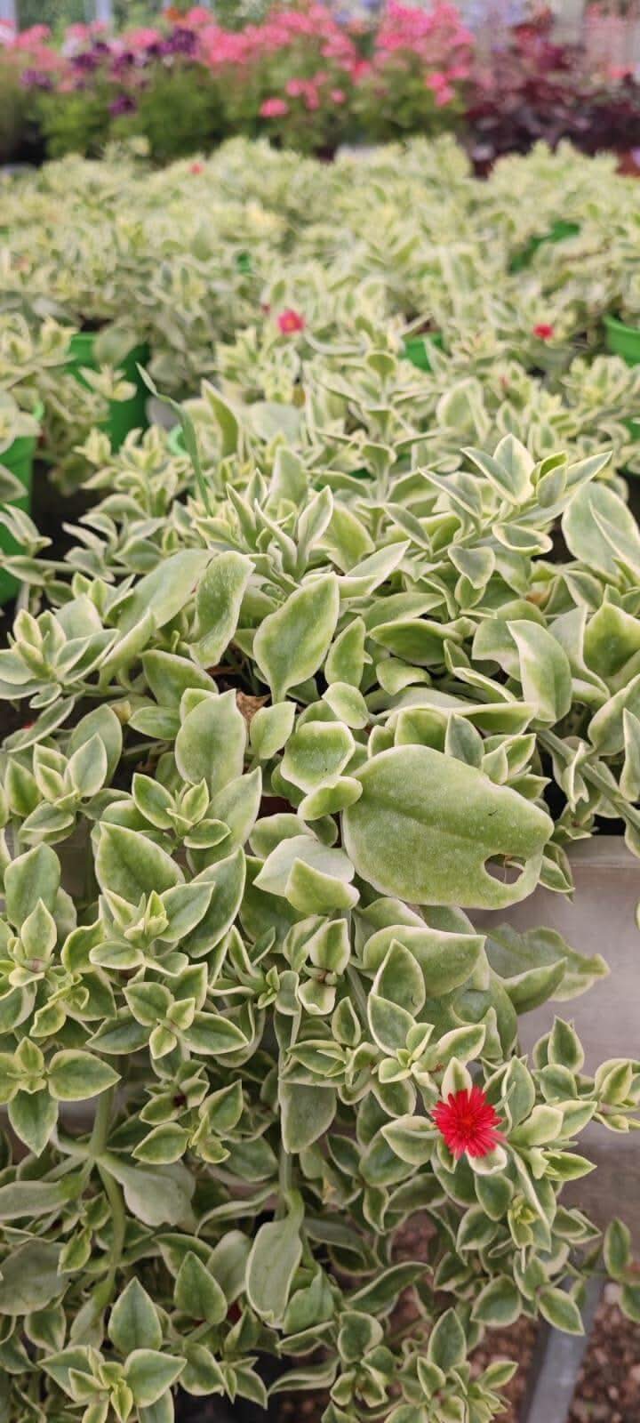 Aptenia veriegata - Valmaflor#Aptenia variegataValmaflorValmaflorAptenia veriagta - Valmaflor