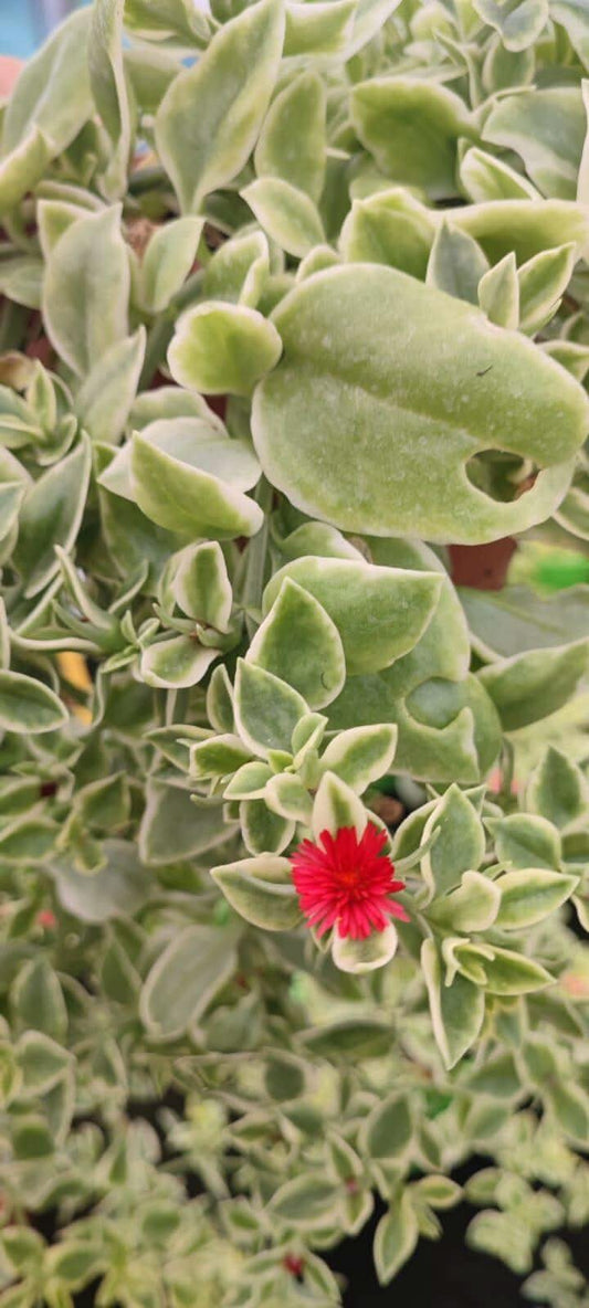 Aptenia veriegata - Valmaflor#Aptenia variegataValmaflorValmaflorAptenia veriagta - Valmaflor