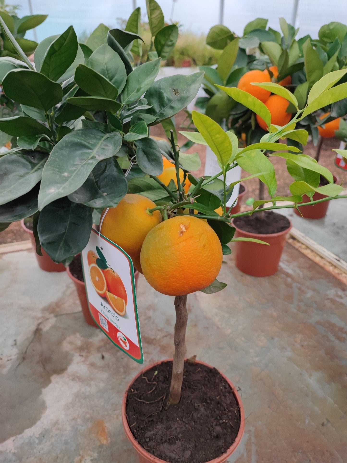 Arancio - Valmaflor#ValmaflorValmaflorArancio - Valmaflor#ValmaflorValmaflorArancio