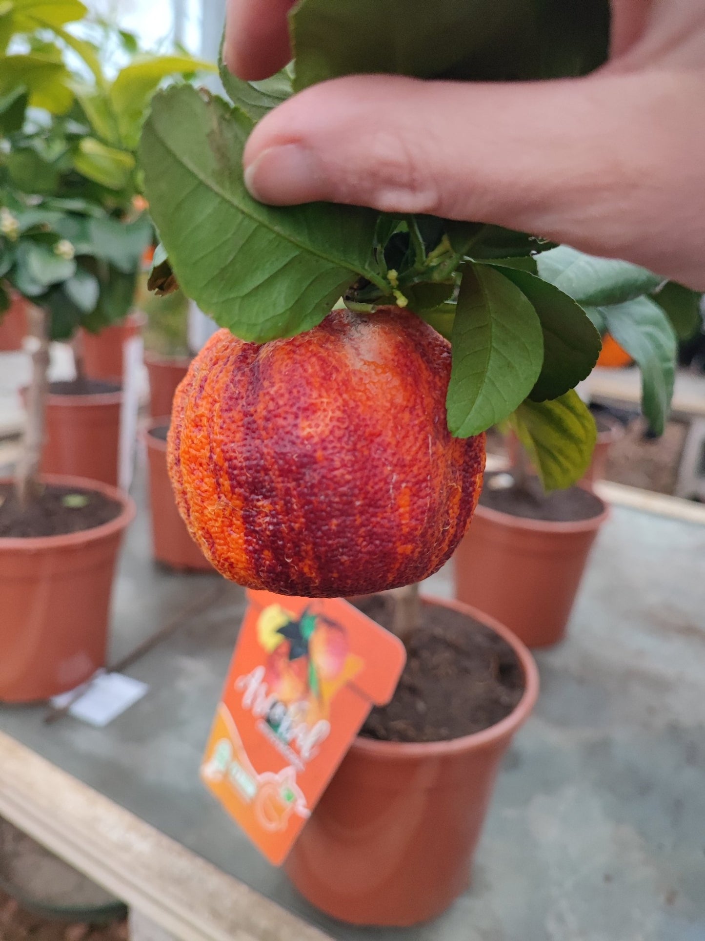 Arancio Arcobal - Valmaflor#ValmaflorValmaflorArancio Arcobal - Valmaflor