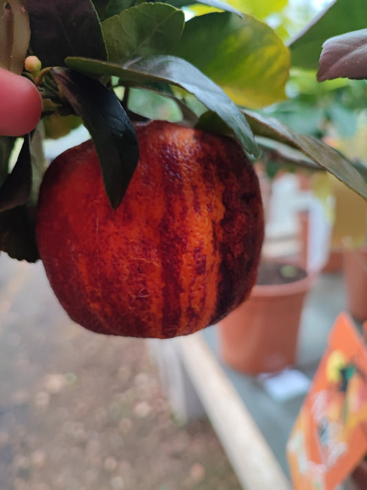 Arancio Arcobal - Valmaflor#ValmaflorValmaflorArancio Arcobal - Valmaflor