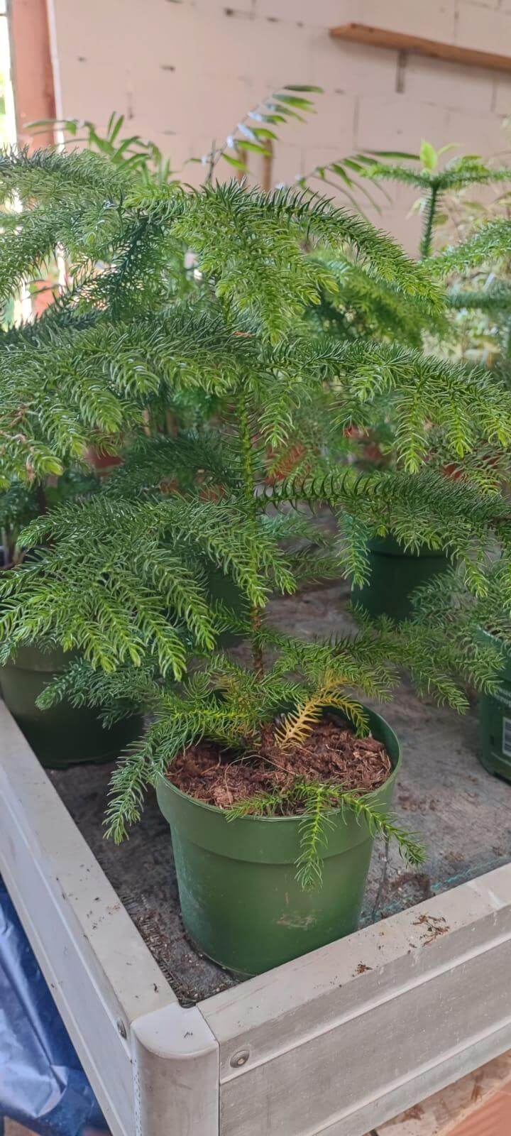 Araucaria - Valmaflor#AraucariaValmaflorValmaflorAraucaria - Valmaflor