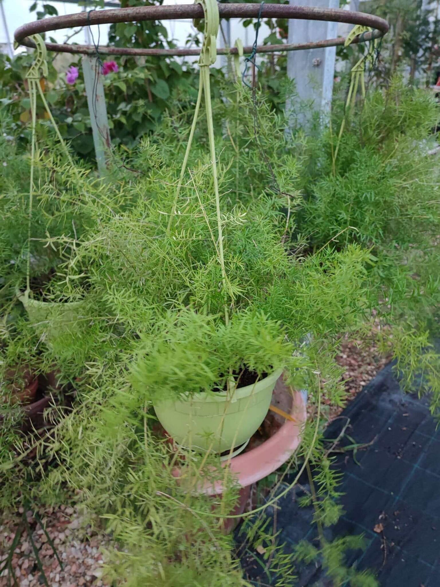 Asparagus - Valmaflor#AsparagusValmaflorValmaflorAsparagus - Valmaflor855896