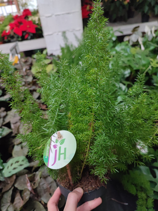 Asparagus "Meyeri" - Valmaflor#ValmaflorValmaflorAsparagus "Meyeri"