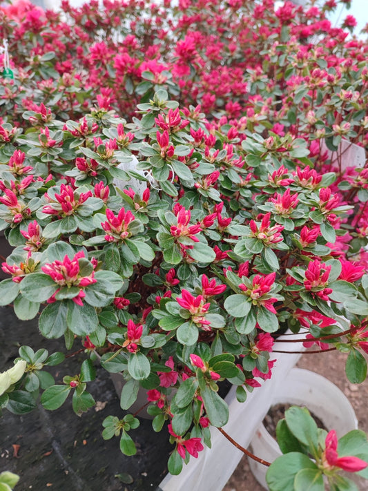 Azalea japonica - ValmaflorValmaflorValmaflorAzalea japonica - ValmaflorValmaflorValmaflorAzalea japonicarosarosa