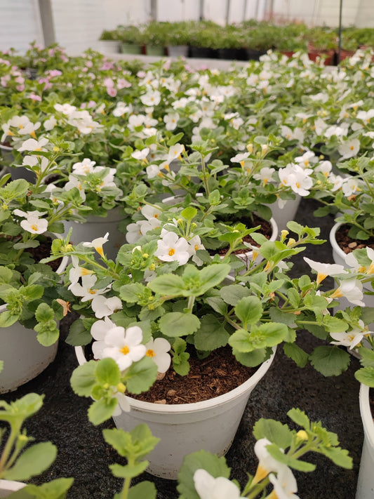 Bacopa - ValmaflorValmaflorValmaflorBacopaLilla