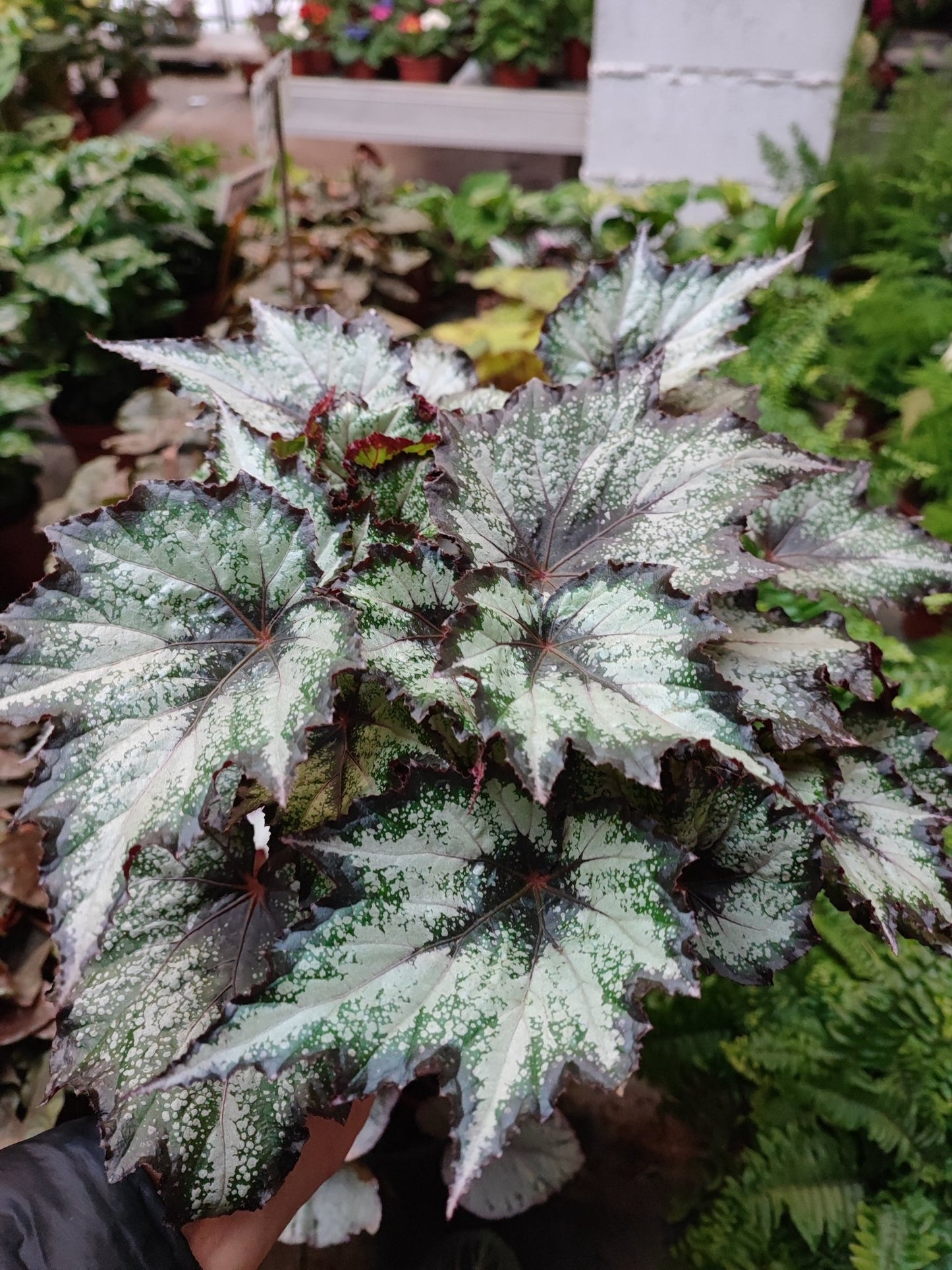 Begonia rex - ValmaflorValmaflorValmaflorBegonia rex - Valmaflor