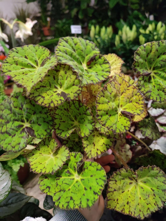 Begonia rex - Valmaflor#ValmaflorValmaflorBegonia rex