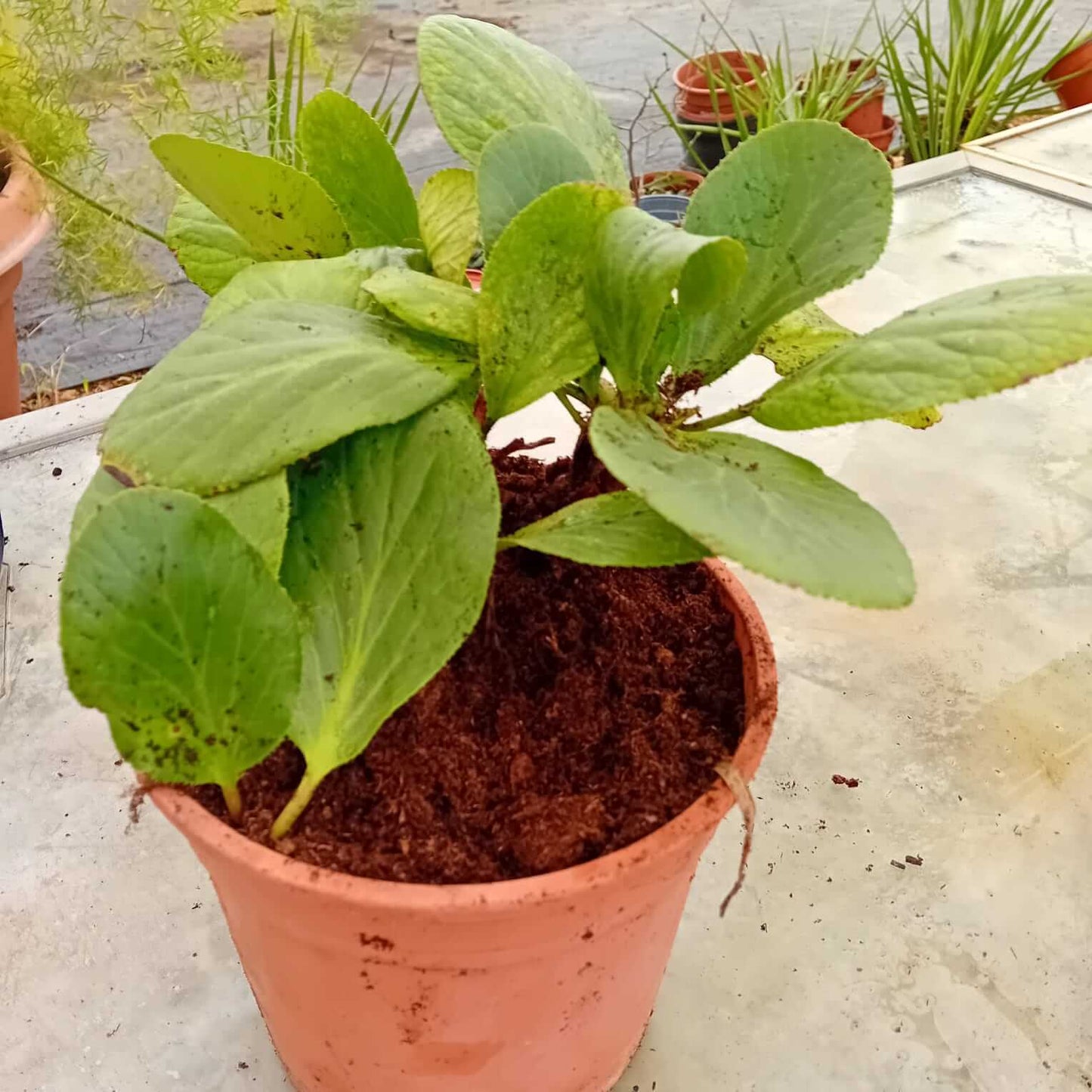 Bergenia - Valmaflor#ValmaflorValmaflorBergenia - Valmaflor