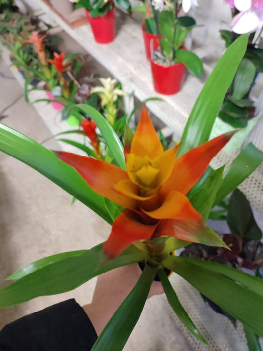 Bromelia - ValmaflorValmaflorValmaflorBromelia - ValmaflorValmaflorValmaflorBromelia