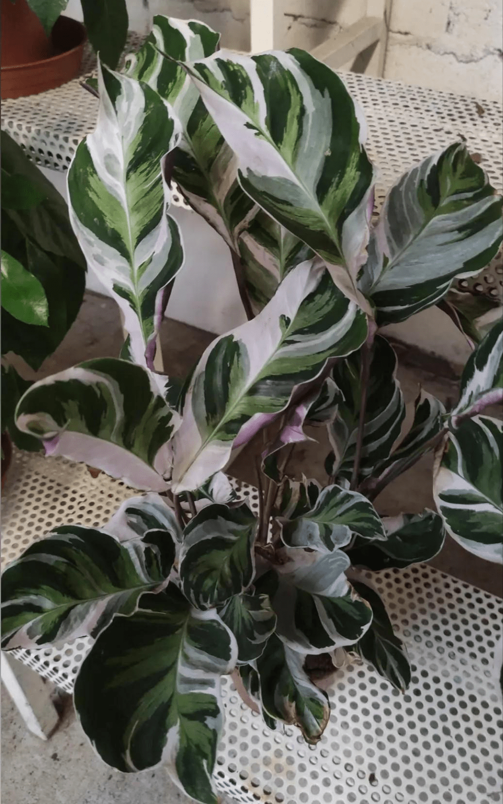 Calathea 'Fusion White' - Valmaflor#ValmaflorValmaflorCalathea 'Fusion White' - Valmaflor#ValmaflorValmaflorCalathea 'Fusion White'