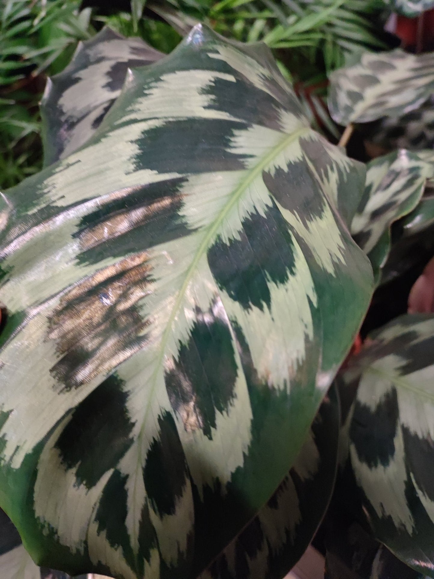 Calathea "Helen Kennedy" - Valmaflor#ValmaflorValmaflorCalathea "Helen Kennedy" - Valmaflor#ValmaflorValmaflorCalathea "Helen Kennedy"