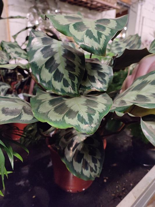 Calathea "Helen Kennedy" - Valmaflor#ValmaflorValmaflorCalathea "Helen Kennedy" - Valmaflor#ValmaflorValmaflorCalathea "Helen Kennedy"