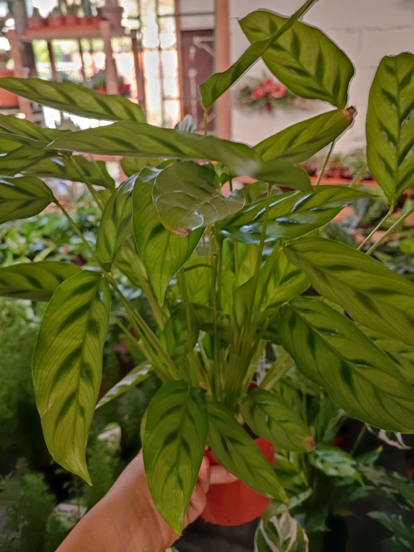 Calathea 'Leopardina' - Valmaflor#ValmaflorValmaflorCalathea 'Leopardina'