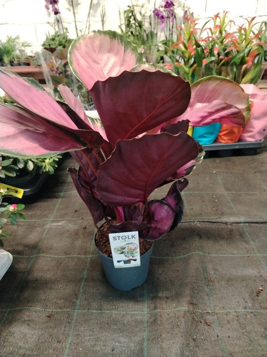 Calathea roseopicta - ValmaflorValmaflorValmaflorCalathea roseopicta - ValmaflorValmaflorValmaflorCalathea roseopicta