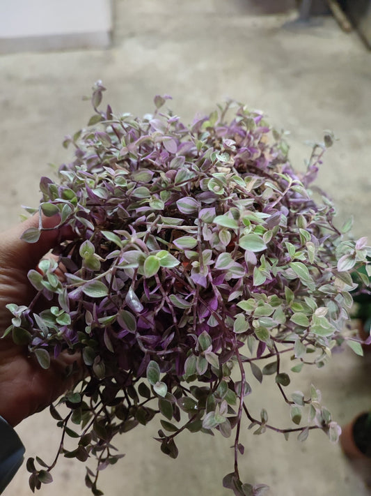 Callisia - Valmaflor#ValmaflorValmaflorCallisia