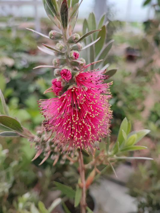 Callistemon captain cook - Valmaflor#ValmaflorValmaflorCallistemon captain cook
