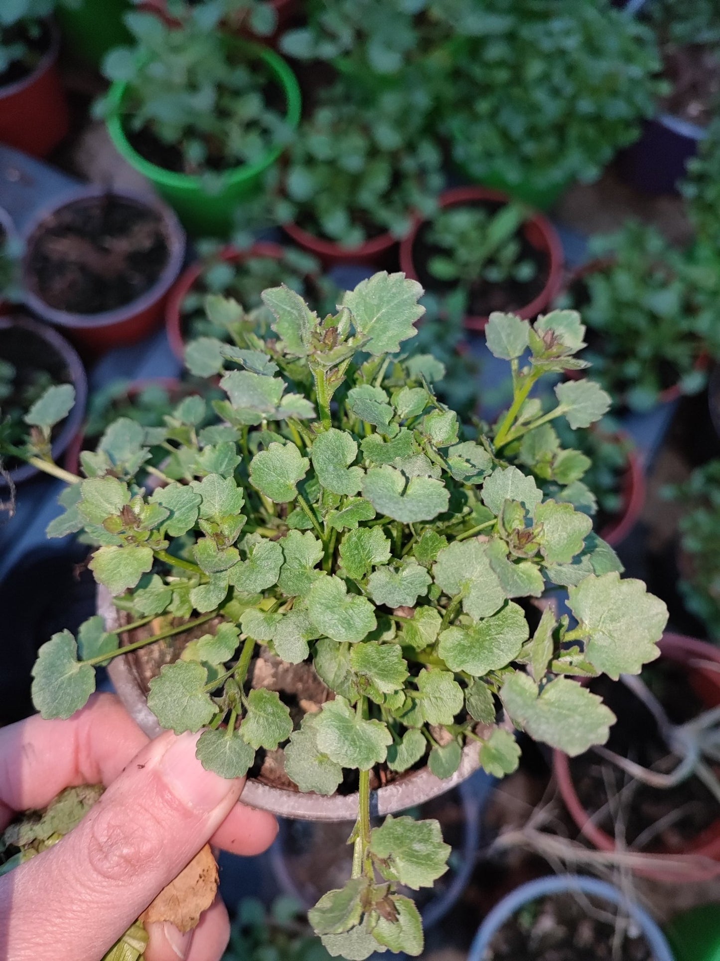 campanula portenschlagiana blu - ValmaflorValmaflorValmaflorcampanula portenschlagiana bluVaso 10 cm