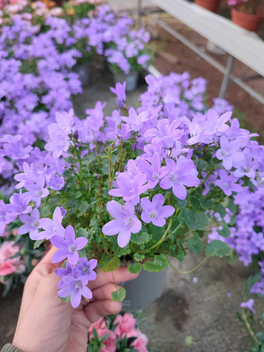 campanula portenschlagiana blu - ValmaflorValmaflorValmaflorcampanula portenschlagiana bluVaso 11 cm fiorita