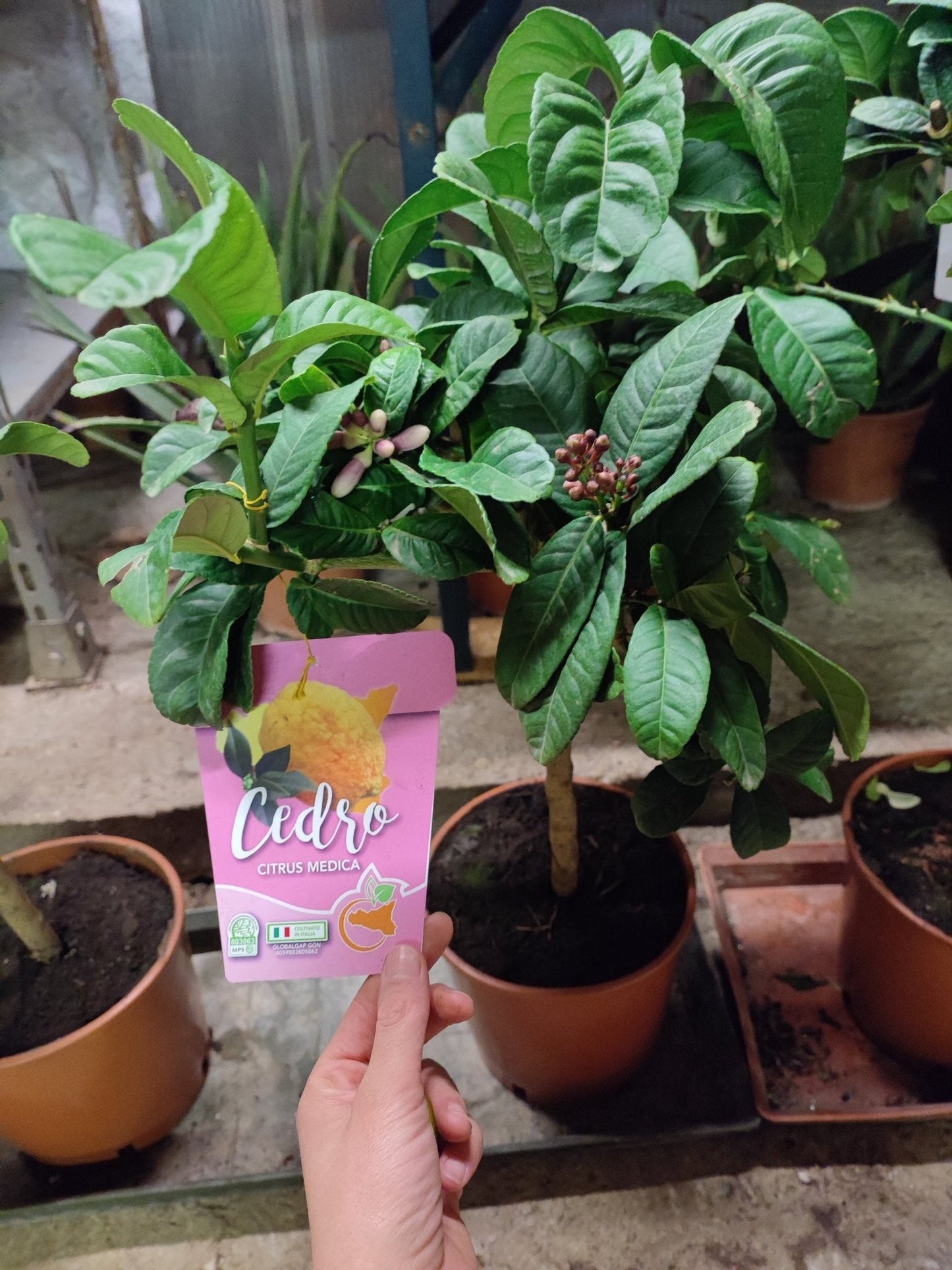 Cedro - Valmaflor#ValmaflorValmaflorCedro - Valmaflor#ValmaflorValmaflorCedro