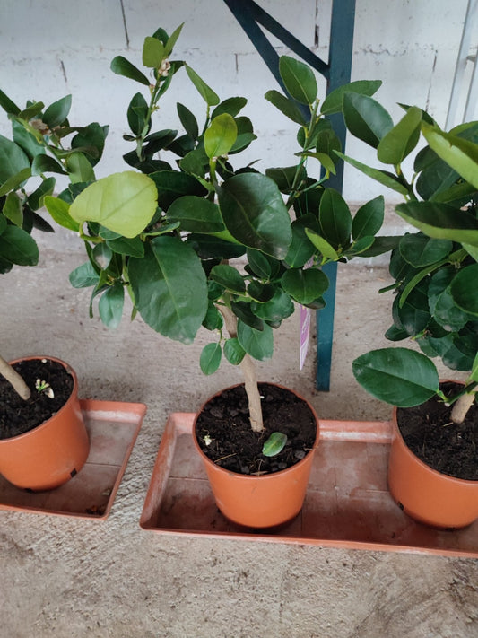 Cedro - Valmaflor#ValmaflorValmaflorCedro - Valmaflor#ValmaflorValmaflorCedro