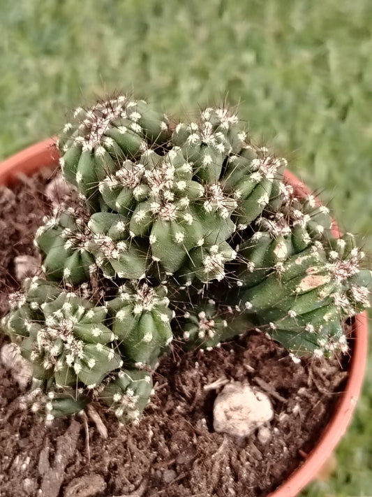 Cereus peruvianus f. mostruosa - ValmaflorValmaflorValmaflorCereus peruvianus f. mostruosa - ValmaflorValmaflorValmaflorCereus peruvianus f. mostruosa10 cm10 cm