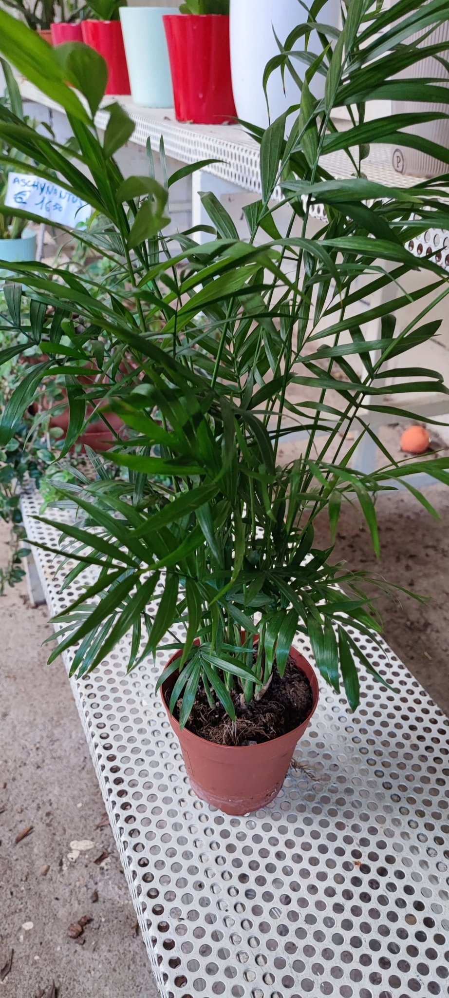Chamaedorea elegans - ValmaflorChamaedoraValmaflorValmaflorChamaedora - Valmaflor12 cm