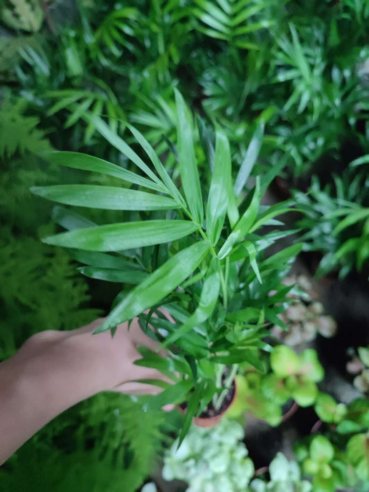 Chamaedorea elegans - ValmaflorChamaedoraValmaflorValmaflorChamaedorea elegans - Valmaflor5 cm